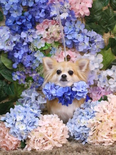 20250625りるちゃん